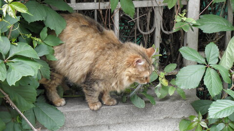 Istanbul cats, P1010093