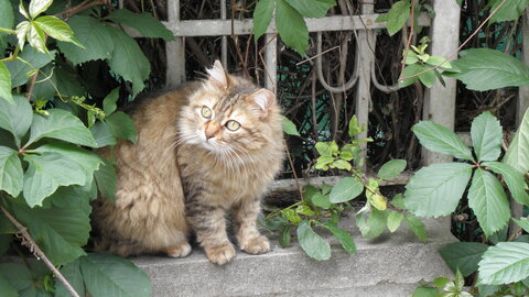 Istanbul cats, P1010094