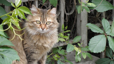 Istanbul cats, P1010095