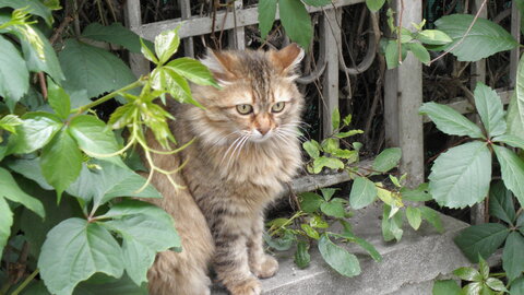 Istanbul cats, P1010096