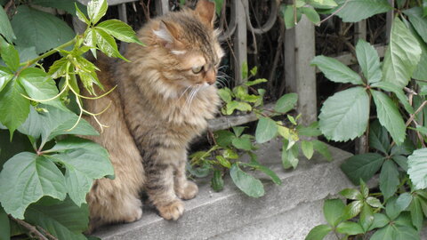 Istanbul cats, P1010097