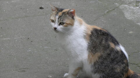 Istanbul cats, P1010102