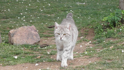 Istanbul cats, P1010171