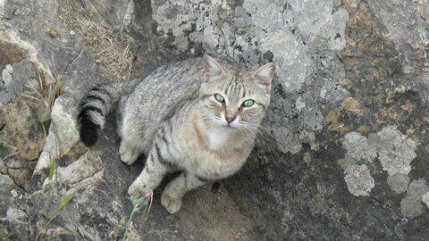 Istanbul cats, P1010180