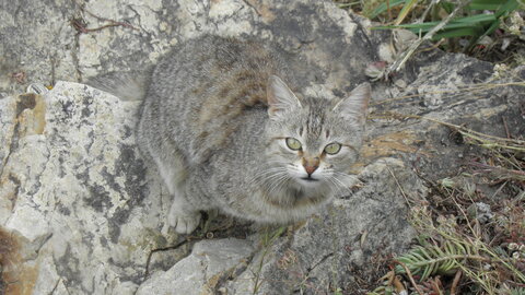 Istanbul cats, P1010182