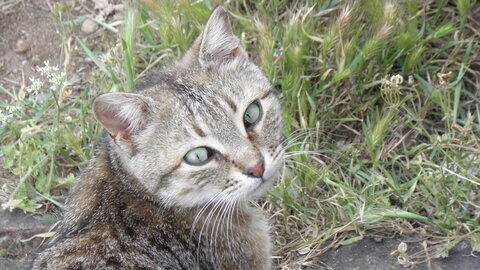 Istanbul cats, P1010183