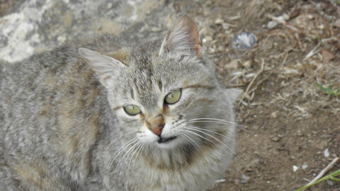 Istanbul cats, P1010184
