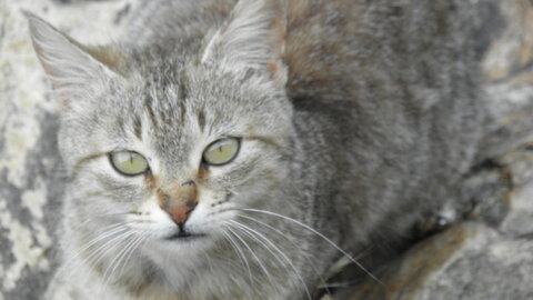 Istanbul cats, P1010188