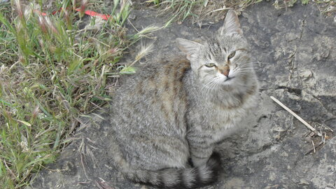 Istanbul cats, P1010192