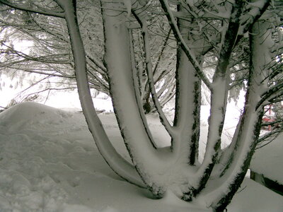 Mars 2013 Neige sur Lindbergh, Hiver Mars 2013 5