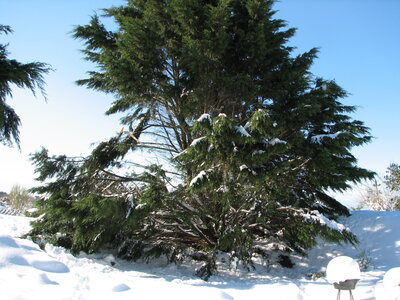 Mars 2013 Neige sur Lindbergh, Hiver Mars 2013 8