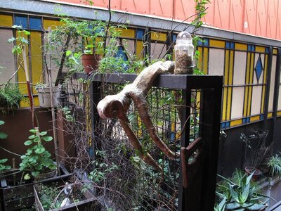 Buenos Aire édition 2014 , Plantes