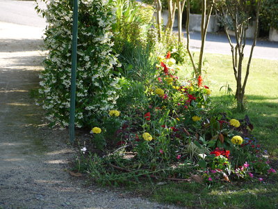 sauvagnon fleurissement 20-06-2014, P1010736