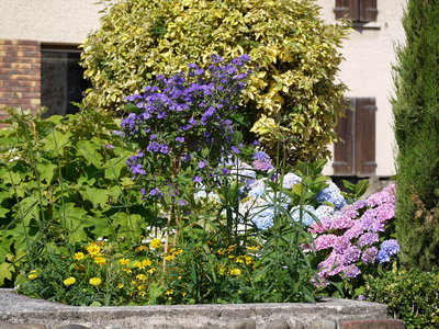 sauvagnon fleurissement 20-06-2014, P1010750