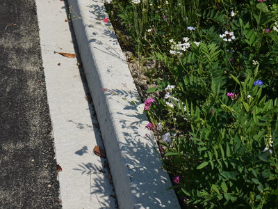 sauvagnon fleurissement 20-06-2014, P1010767