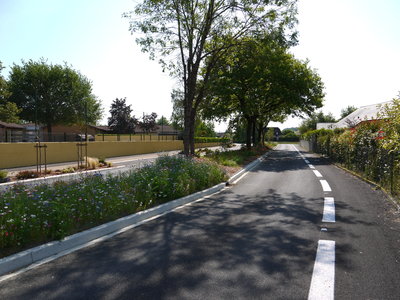 sauvagnon fleurissement 20-06-2014, P1010771