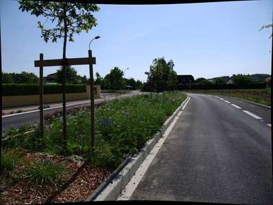 sauvagnon fleurissement 20-06-2014, P1010774
