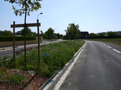 sauvagnon fleurissement 20-06-2014, P1010774