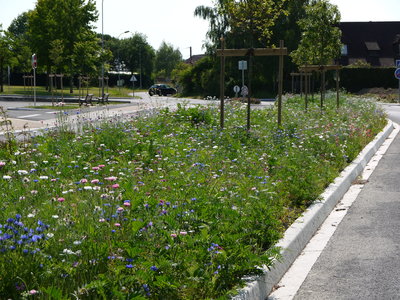 sauvagnon fleurissement 20-06-2014, P1010775