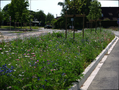 sauvagnon fleurissement 20-06-2014, P1010775