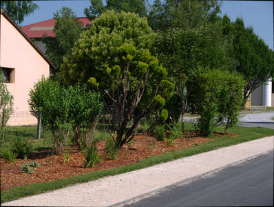 sauvagnon fleurissement 20-06-2014, P1010783