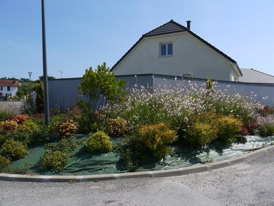 sauvagnon fleurissement 20-06-2014, P1010786