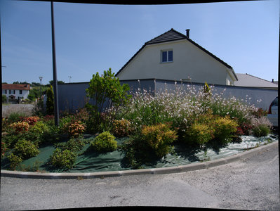 sauvagnon fleurissement 20-06-2014, P1010786
