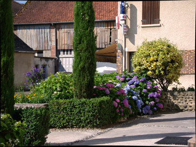 sauvagnon fleurissement 20-06-2014, P1010748