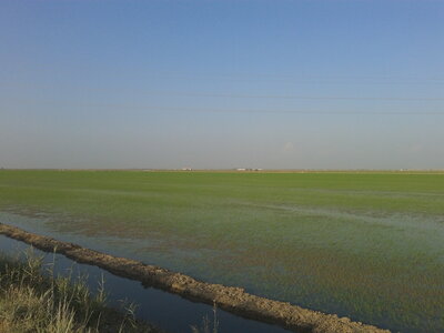 Maroc à vélo, Ça doit être une rizière ! C’’est là où ils cultivaient le riz hier...