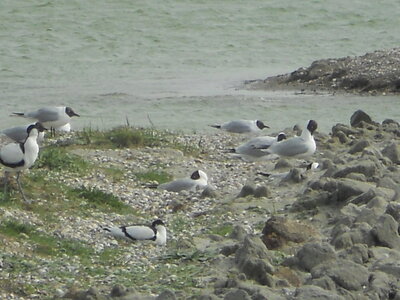 BAIE DE SOMME, BAIE DE SOMME 2011 095