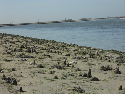 BAIE DE SOMME, BAIE DE SOMME 2011 015