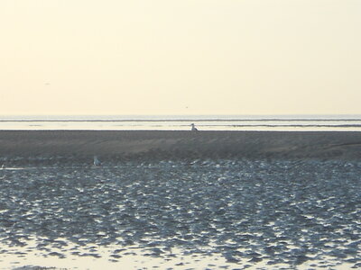 BAIE DE SOMME, BAIE DE SOMME 2011 068