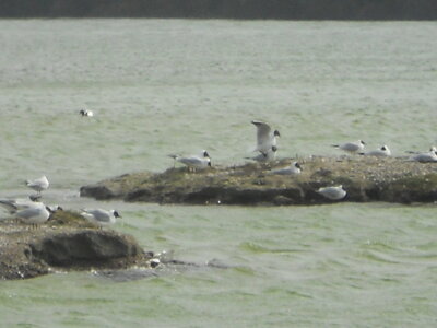 BAIE DE SOMME, BAIE DE SOMME 2011 097