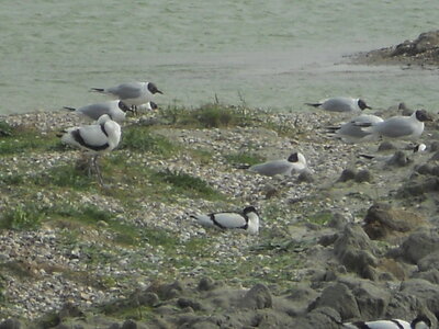 BAIE DE SOMME, BAIE DE SOMME 2011 094