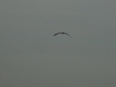 BAIE DE SOMME, BAIE DE SOMME 2011 065