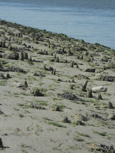 BAIE DE SOMME, BAIE DE SOMME 2011 016