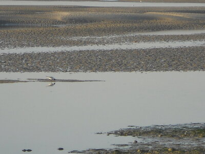 BAIE DE SOMME, BAIE DE SOMME 2011 034
