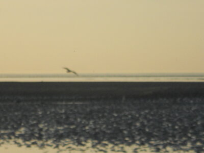 BAIE DE SOMME, BAIE DE SOMME 2011 067