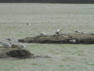 BAIE DE SOMME, BAIE DE SOMME 2011 096