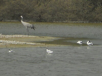 BAIE DE SOMME, BAIE DE SOMME 2011 091