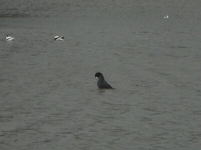 BAIE DE SOMME, BAIE DE SOMME 2011 093