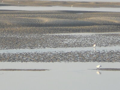 BAIE DE SOMME, BAIE DE SOMME 2011 030