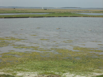 BAIE DE SOMME, BAIE DE SOMME 2011 023