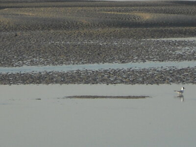 BAIE DE SOMME, BAIE DE SOMME 2011 029