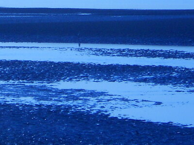 BAIE DE SOMME, BAIE DE SOMME 2011 043