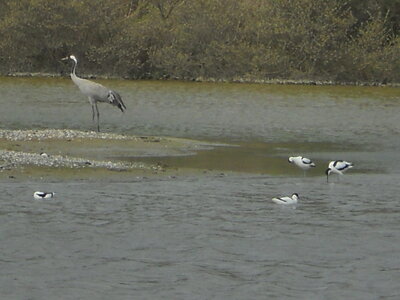 BAIE DE SOMME, BAIE DE SOMME 2011 092