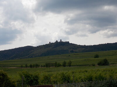 Les châteaux(Le Haut-Koenigsbourg,le Hagueneck(au dessus de Wettolsheim) vue des 3 châteaux depuis Wettolsheim ,Le Wineck(Katzenthal),Le Ulric et le Griesbech(Ribeauvillé)et vue du Haut-ribeaupierre(depuis le Ulric c est le château tout en haut on voit juste un peu sa tour) , DSCN1407