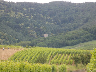 Les châteaux(Le Haut-Koenigsbourg,le Hagueneck(au dessus de Wettolsheim) vue des 3 châteaux depuis Wettolsheim ,Le Wineck(Katzenthal),Le Ulric et le Griesbech(Ribeauvillé)et vue du Haut-ribeaupierre(depuis le Ulric c est le château tout en haut on voit juste un peu sa tour) , DSCN1409