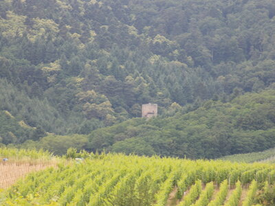 Les châteaux(Le Haut-Koenigsbourg,le Hagueneck(au dessus de Wettolsheim) vue des 3 châteaux depuis Wettolsheim ,Le Wineck(Katzenthal),Le Ulric et le Griesbech(Ribeauvillé)et vue du Haut-ribeaupierre(depuis le Ulric c est le château tout en haut on voit juste un peu sa tour) , DSCN1412