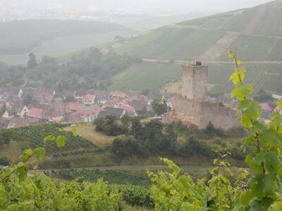 Les châteaux(Le Haut-Koenigsbourg,le Hagueneck(au dessus de Wettolsheim) vue des 3 châteaux depuis Wettolsheim ,Le Wineck(Katzenthal),Le Ulric et le Griesbech(Ribeauvillé)et vue du Haut-ribeaupierre(depuis le Ulric c est le château tout en haut on voit juste un peu sa tour) , DSCN1457
